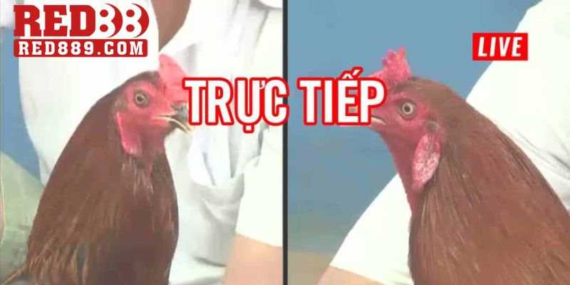 Xem đá gà trực tiếp BLV